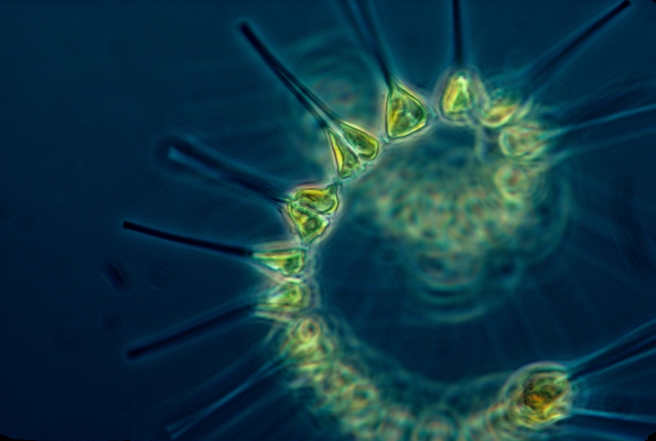 Phytoplankton [NOAA MESA Project 2009]